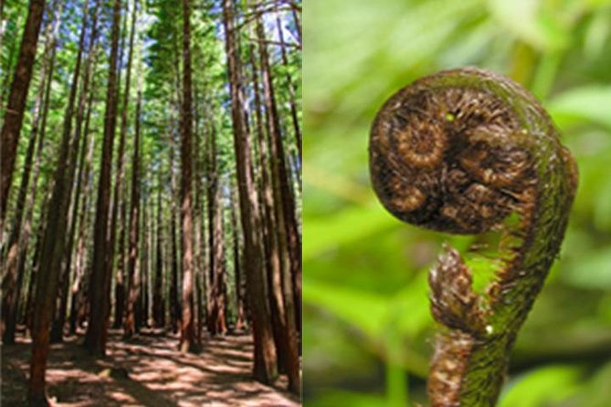 6.5 hour Small-Group Rotorua Naturally Shore Excursion - Tauranga - The Redwoods canopy walk: rope bridges, height, and easy access