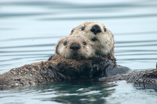 A Comfortable Sitka Whale Watching Wildlife Shore Excursion - Key Highlights to Know Before You Go