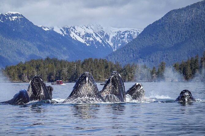 A Comfortable Sitka Whale Watching Wildlife Shore Excursion - Where the Tour Starts: Crescent Harbor With a Real Purpose