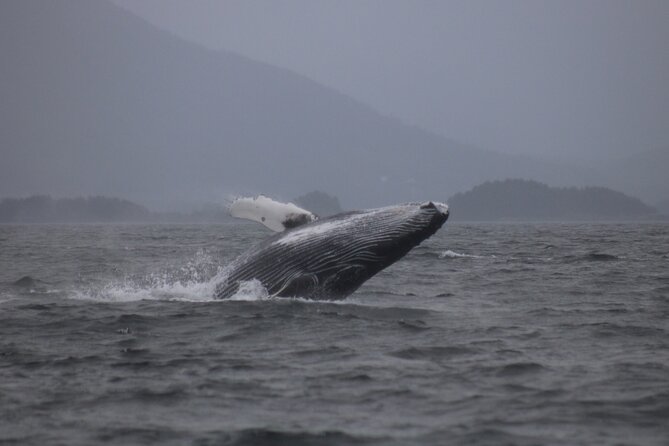 A Comfortable Sitka Whale Watching Wildlife Shore Excursion - Baranof and Kruzof Island Edges: Why This Route Is a Smart Choice