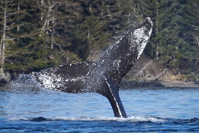 A Comfortable Sitka Whale Watching Wildlife Shore Excursion - Mount Edgecumbe and the Sitka Skyline: When the Scenery Helps the Mission