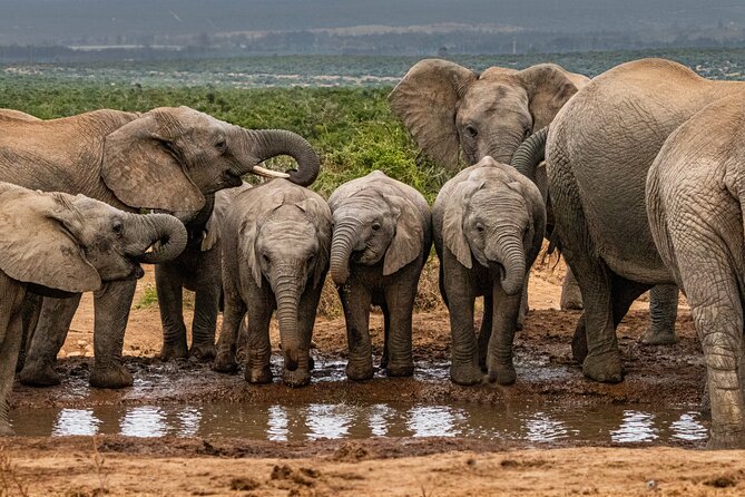 Addo Elephant Park Safari & Shore Excursion from Port Elizabeth - Key points at a glance