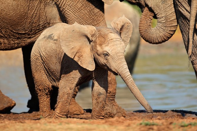 Addo Elephant Park Safari & Shore Excursion from Port Elizabeth - Price and value: is $163.91 a fair deal?