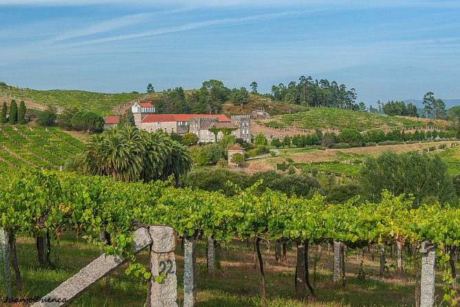 Albariño trails Private Wine Tour/Shore excursion from Vigo - Why Albariño in Rías Baixas is a different kind of wine trip