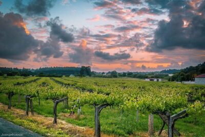 Albariño trails Private Wine Tour/Shore excursion from Vigo - Vigo pickup and the rhythm of an 9:00 start