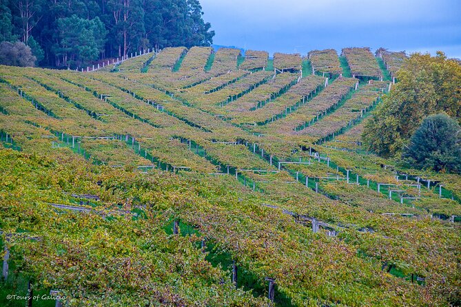 Albariño trails Private Wine Tour/Shore excursion from Vigo - Extra stops that can turn the day into a story