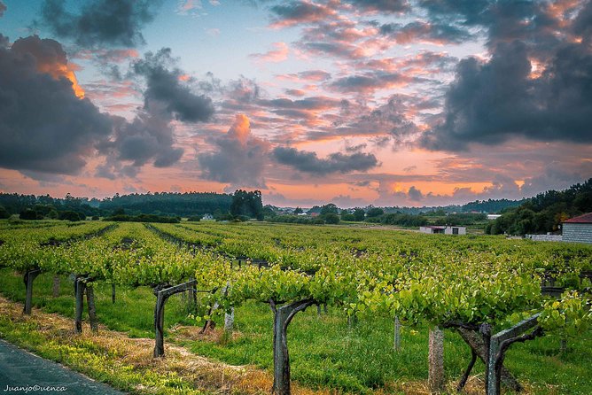 Albariño trails Private Wine Tour/Shore excursion from Vigo - Vigo pickup and the rhythm of an 9:00 start
