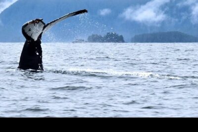 Amazing Whale Watching and Marine Wildlife Shore Excursion - Getting started at Crescent Harbor: where you’ll check in and what to bring