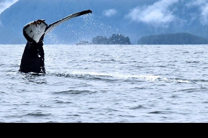 Amazing Whale Watching and Marine Wildlife Shore Excursion - Getting started at Crescent Harbor: where you’ll check in and what to bring
