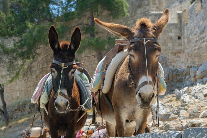 Best Rhodes Tour from Cruise Port including Lindos and Old Town - Stop 3: Rhodes Town—getting your bearings fast