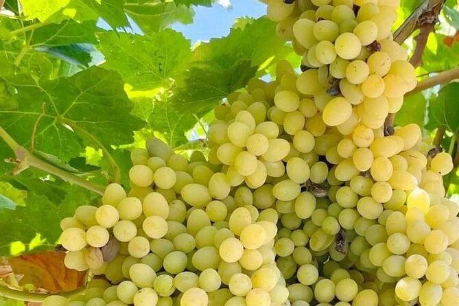 Best Rhodes Tour with Wine Tasting Experience from Cruise Port - Medieval City Walking: UNESCO Streets, Synagogues, Mosques, and Shops