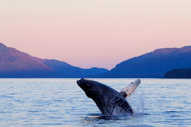 Best Whale Watching and Wildlife Shore Excursion in Sitka - Key things that make this Sitka whale trip special