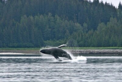 Best Whale Watching and Wildlife Shore Excursion in Sitka - Stop 1: Sitka Sound and the outer Baranof Islands wildlife circuit