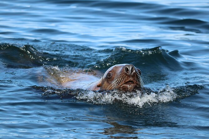 Best Whale Watching and Wildlife Shore Excursion in Sitka - Comfort that’s actually useful in Sitka weather