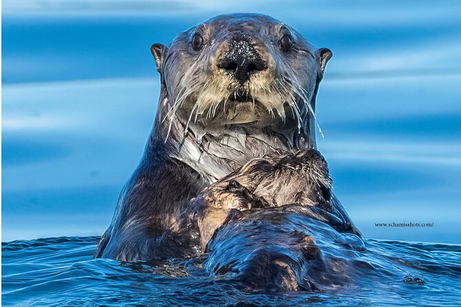 Best Whale Watching and Wildlife Shore Excursion in Sitka - Wildlife photography tips for this exact kind of cruise