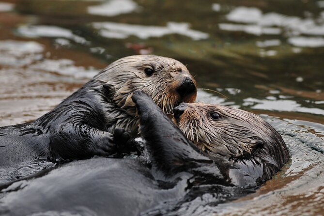 Best Whale Watching and Wildlife Shore Excursion in Sitka - Price and value: what $205 buys you in real terms