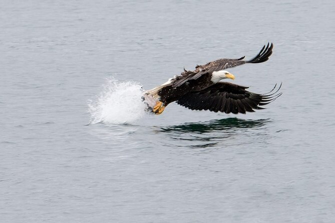 Best Whale Watching and Wildlife Shore Excursion in Sitka - Who should book this whale and wildlife shore excursion