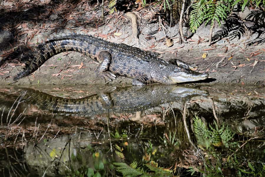Cairns Shore Excursion: Crocodile & Wildlife Park Tour - Key Points You’ll Care About