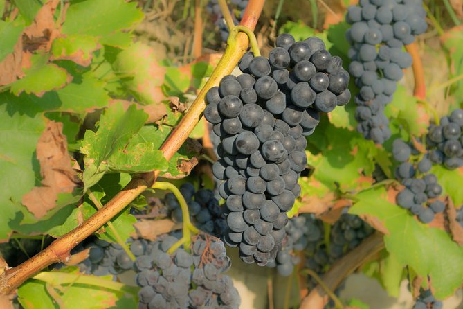 Chianti Experience Shore Excursion from Livorno Port - Badia a Passignano Lunch Options: Trattoria or Private Home Lunch