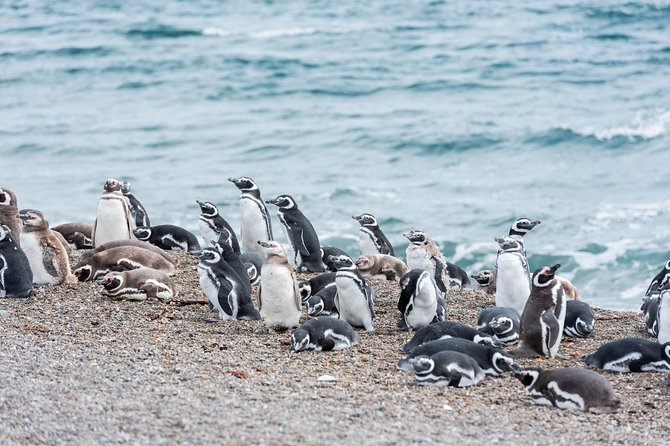 Cruise Shore Excursion Ea San Lorenzo Peninsula Valdes - Patagonia - Argentina - Key things that make this tour worth your time