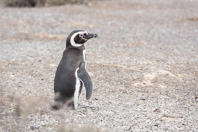 Cruise Shore Excursion Ea San Lorenzo Peninsula Valdes - Patagonia - Argentina - Big Patagonia wildlife, but with a real-world schedule