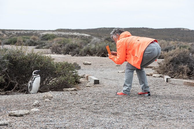 Cruise Shore Excursion Ea San Lorenzo Peninsula Valdes - Patagonia - Argentina - Estancia San Lorenzo and Magellanic penguins close to the ground