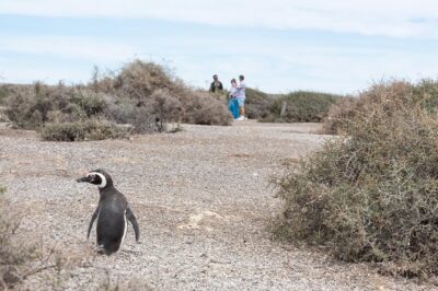 Cruise Shore Excursion Ea San Lorenzo Peninsula Valdes - Patagonia - Argentina - Peninsula Valdés: the ecosystem is the star of the show