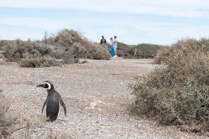 Cruise Shore Excursion Ea San Lorenzo Peninsula Valdes - Patagonia - Argentina - Peninsula Valdés: the ecosystem is the star of the show