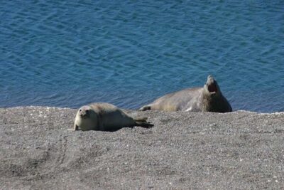 Cruise Shore Excursion Peninsula Valdes - Box Lunch Included - El Desempeño Interpretation Center: How the Guide Helps You Spot Animals