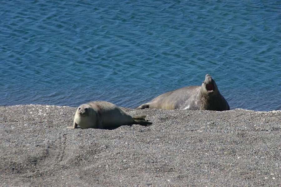 Cruise Shore Excursion Peninsula Valdes - Box Lunch Included - El Desempeño Interpretation Center: How the Guide Helps You Spot Animals