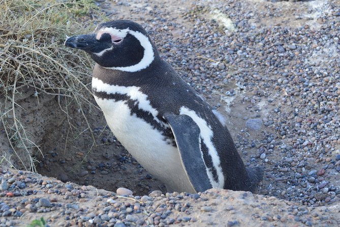Cruise Shore Excursion Peninsula Valdes - Pto Madryn - Patagonia - Argentina - Price and logistics: what $95 really buys on this route