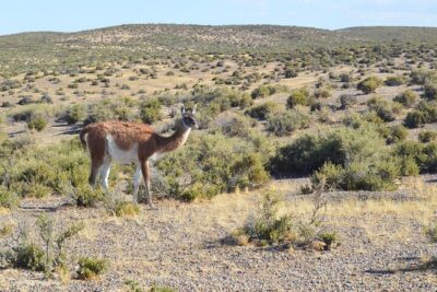 Cruise Shore Excursion Peninsula Valdes - Pto Madryn - Patagonia - Argentina - From Muelle Luis Piedra Buena: the calm start before the long roads