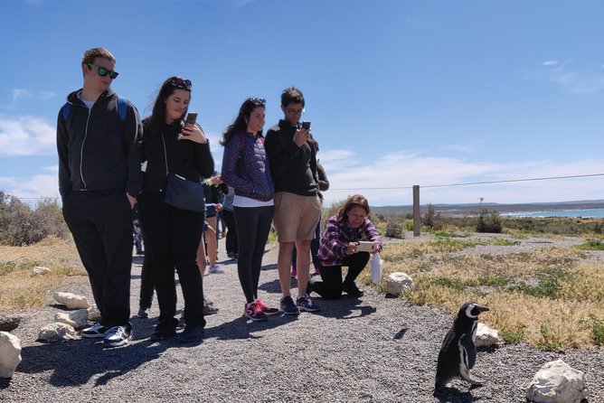 Cruise Shore Excursion Punta Tombo with Boxlunch from Pto Madryn - Key Highlights You’ll Actually Feel on This Day