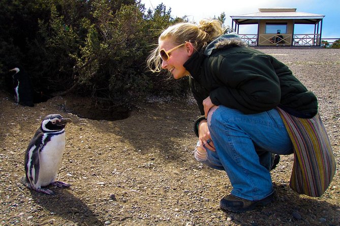 Cruise Shore Excursion Punta Tombo with Boxlunch from Pto Madryn - Punta Tombo: Why This Penguin Reserve Works Even on a Cruise Day