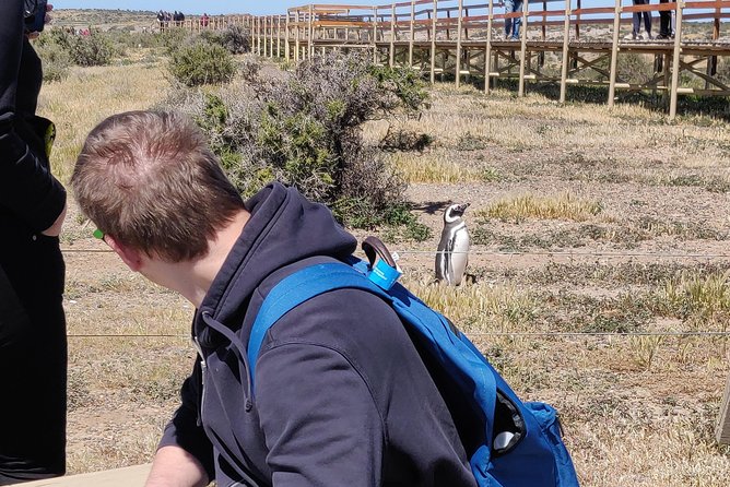 Cruise Shore Excursion Punta Tombo with Boxlunch from Pto Madryn - Getting the Best Penguin Day: Weather, Timing, and Seasonal Expectations