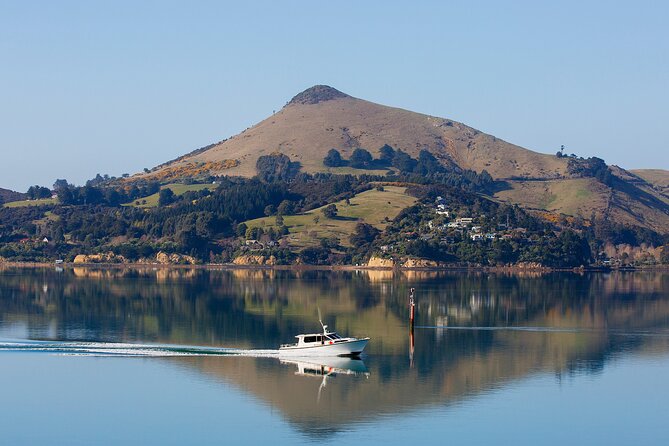 Dunedin Shore Excursion - Sightseeing, Larnach Castle, Chinese Garden & Museum - Timing, comfort, and the big watch-outs for cruise days