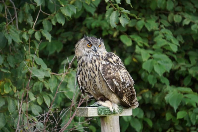 From Invergordon: Private Northern Highlands Shore Excursion - Dunrobin Castle Gardens, Museum, and Falconry: A Classic Highlands Package (With Steps)