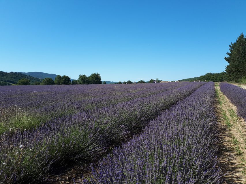 From Marseille: Valensole Lavenders Tour from Cruise Port - Key highlights that make this tour worth your time