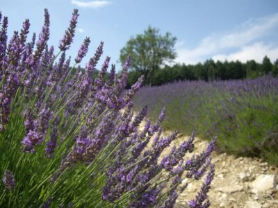 From Marseille: Valensole Lavenders Tour from Cruise Port - Lavender fields and photo stops: where the day really happens