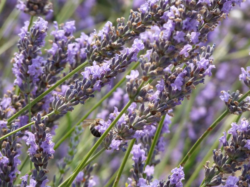 From Marseille: Valensole Lavenders Tour from Cruise Port - Who this tour suits best, and who should skip it