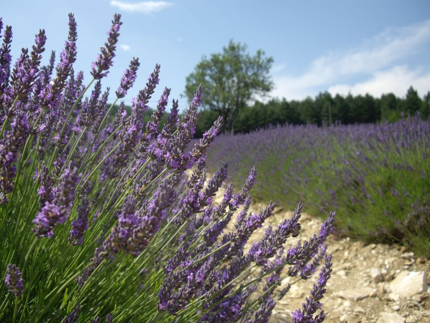 From Marseille: Valensole Lavenders Tour from Cruise Port - Lavender fields and photo stops: where the day really happens