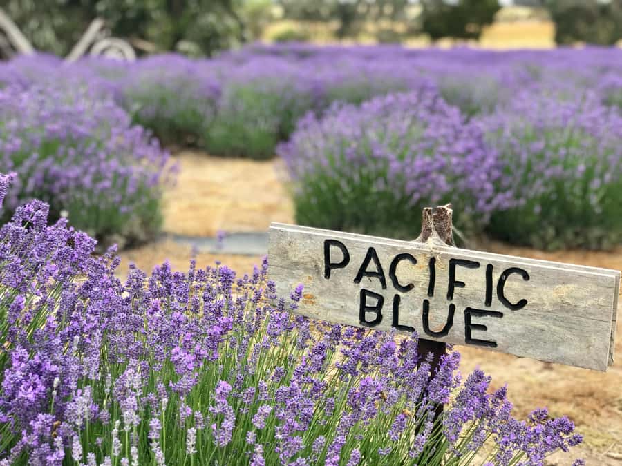 From Penneshaw: Kangaroo Island Shore Excursion Tasting Tour - Key points worth clocking before you go