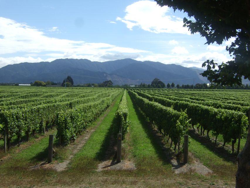 From Picton: Marlborough Wine Trip Shore Excursion - Lunch at the vineyard restaurant: plan for your own tab