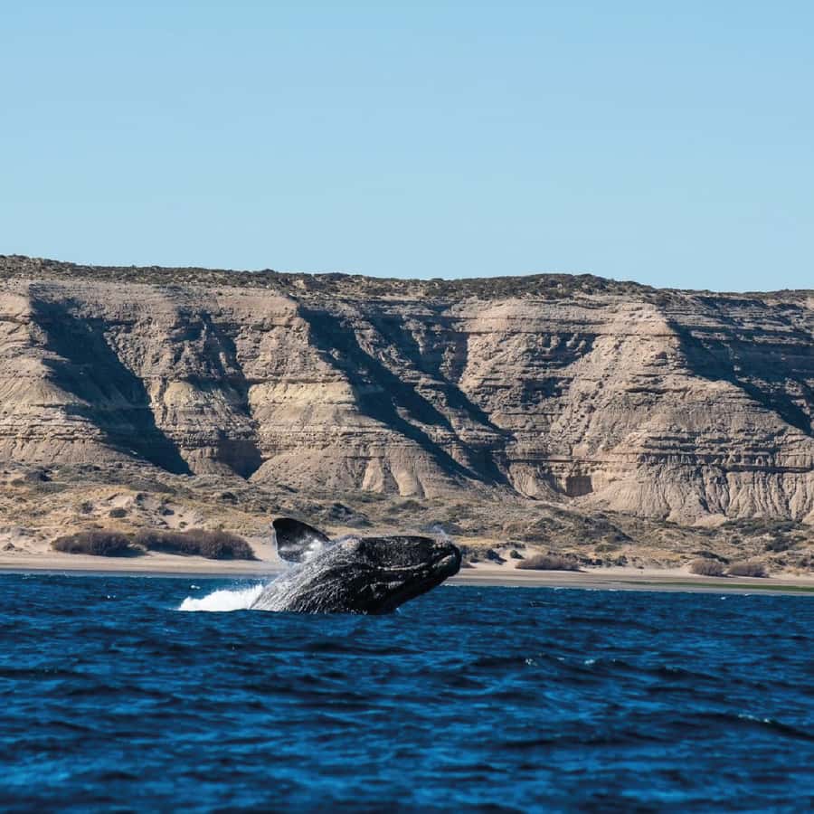 From Puerto Madryn: Peninsula Valdés Shore Excursion - Golfo Nuevo views: get the big picture before the animal hunt