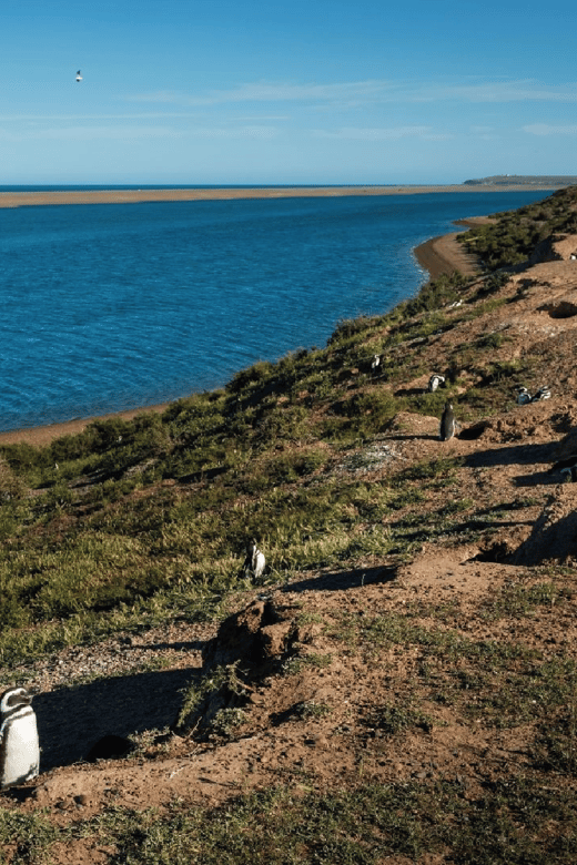 From Puerto Madryn: Peninsula Valdés Shore Excursion - Punta Norte penguin-and-seal country (and what if it’s not possible)