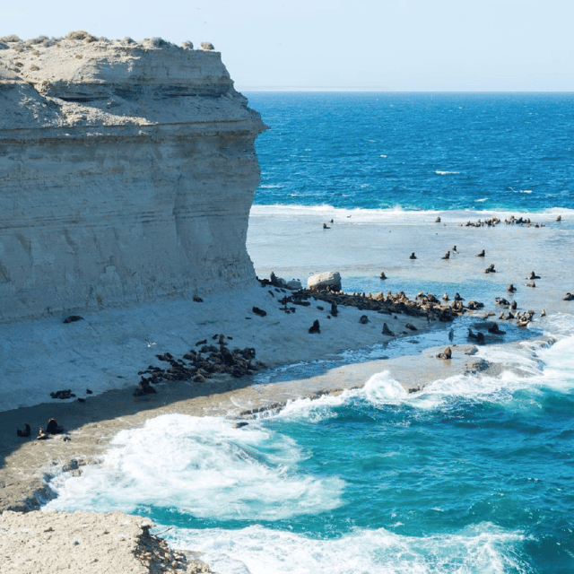 From Puerto Madryn: Peninsula Valdés Shore Excursion - The guide makes the difference: from Mariano to David