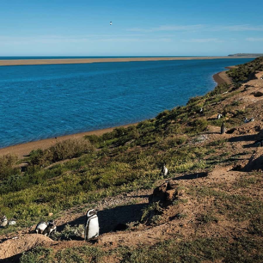 From Puerto Madryn: Peninsula Valdés Shore Excursion - Meeting at the port and starting with a real primer