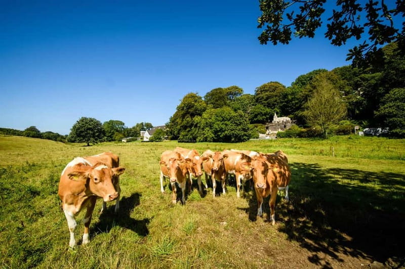 Guernsey: Half-Day Island Shore Excursion Tour - Driver-guide quality: when the narration makes the route click