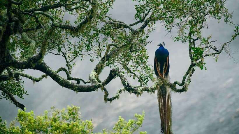 Hambantota Port: Yala National Park Safari (Shore Excursion) - Quick hits