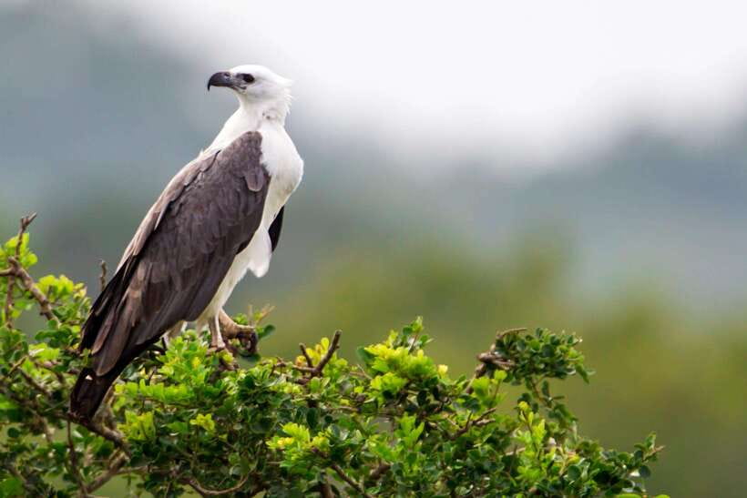 Hambantota Port: Yala National Park Safari (Shore Excursion) - Who should book this Yala safari from Hambantota Port